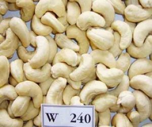 Điều nhân trắng WW 240