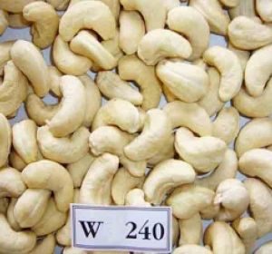 Điều nhân trắng WW 240